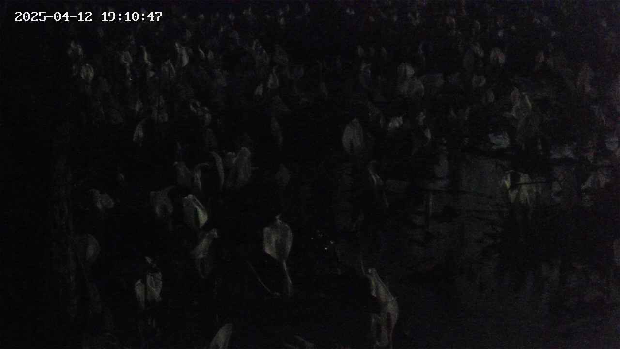 mizubasho4-20250412191048.jpg