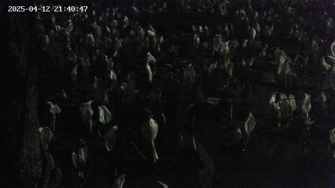 mizubasho4-20250412214049.jpg