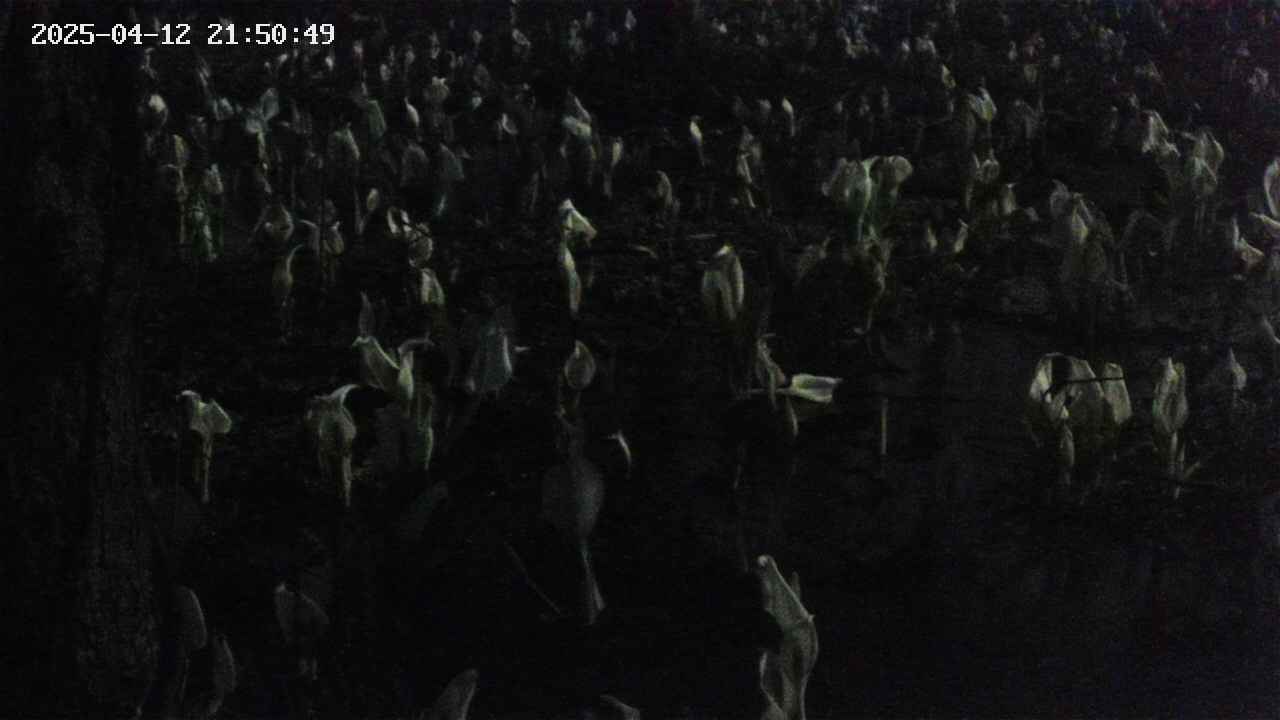 mizubasho4-20250412215050.jpg