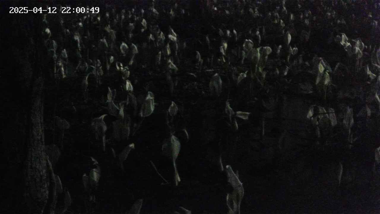 mizubasho4-20250412220051.jpg