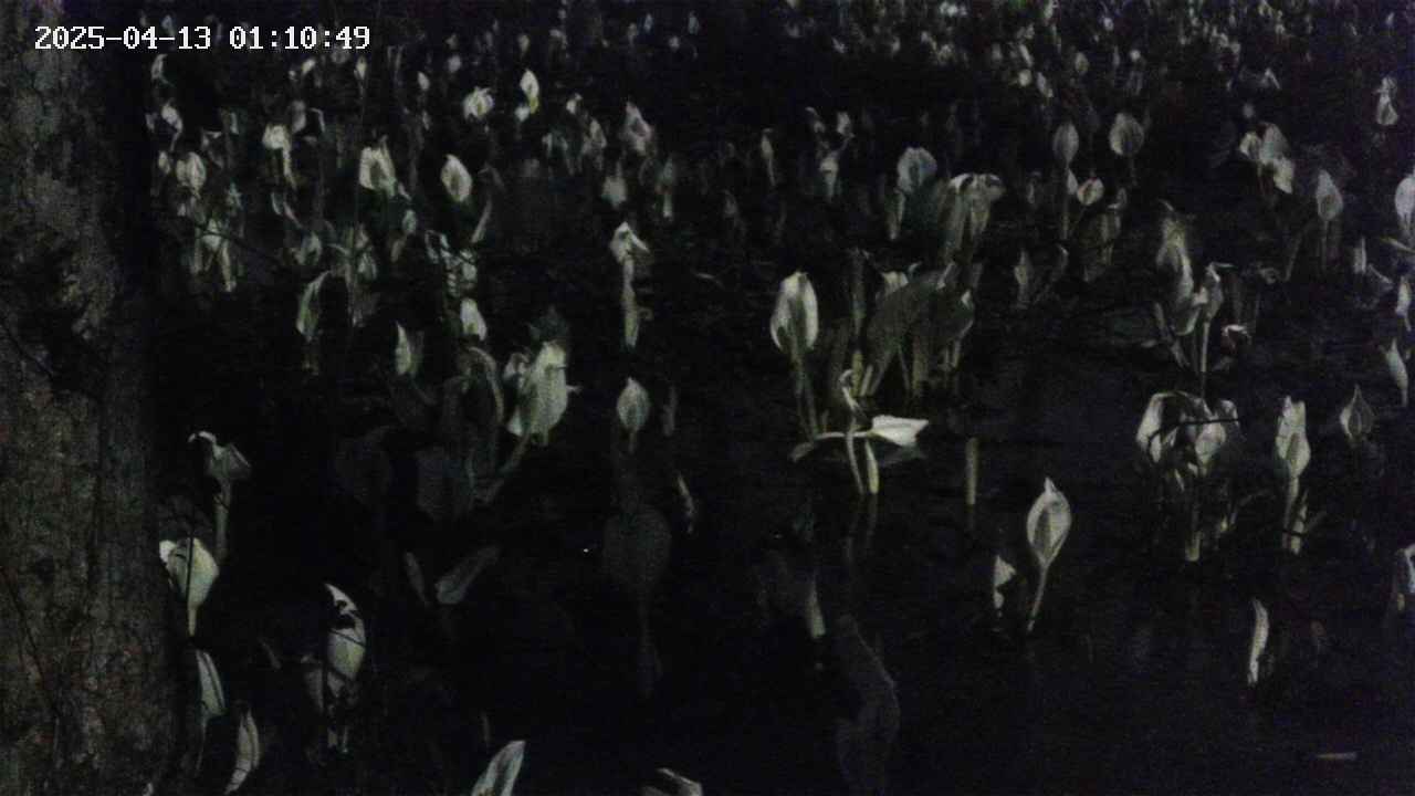 mizubasho4-20250413011050.jpg