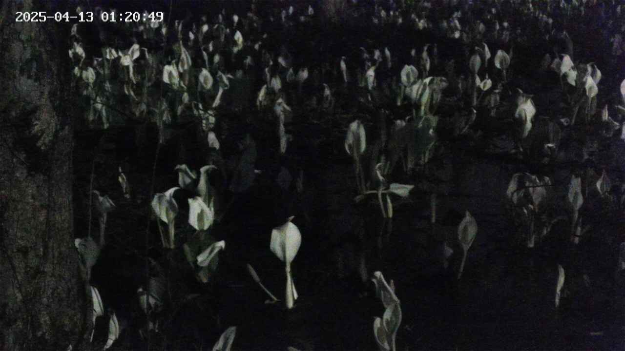 mizubasho4-20250413012050.jpg