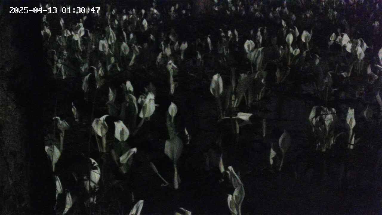 mizubasho4-20250413013049.jpg
