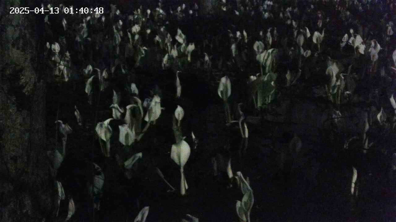 mizubasho4-20250413014049.jpg