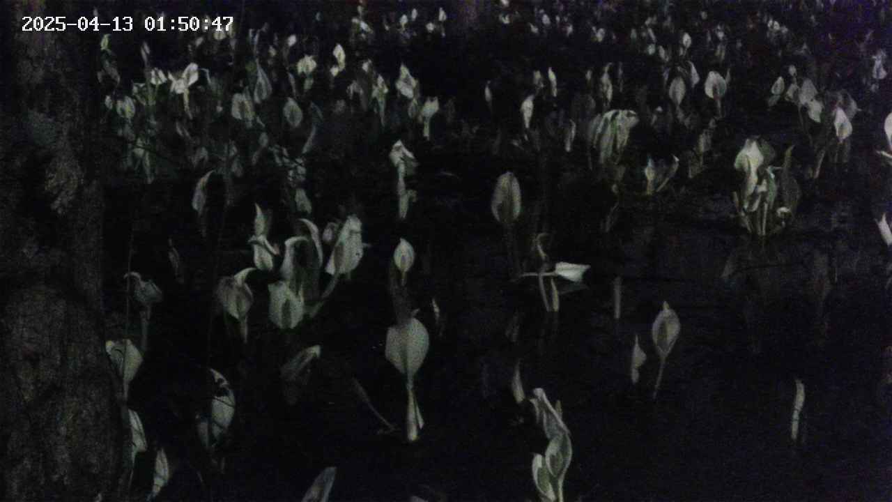 mizubasho4-20250413015048.jpg