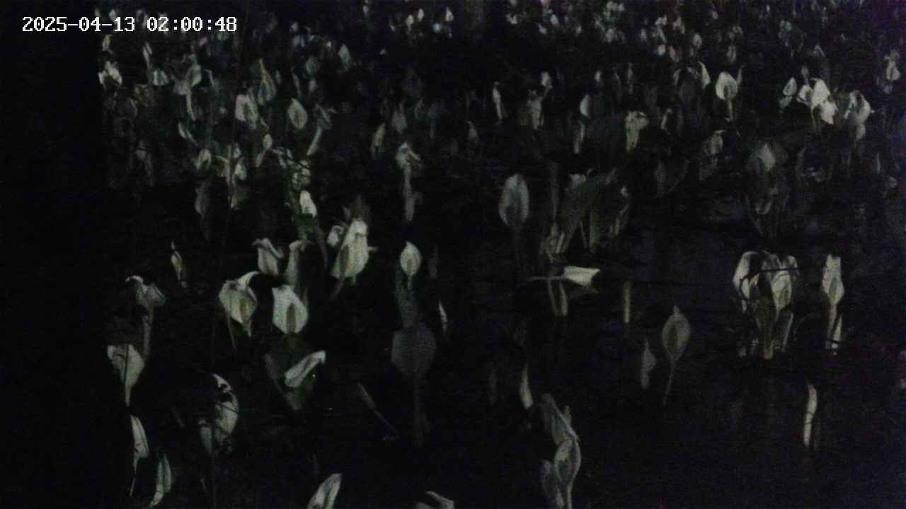 mizubasho4-20250413020049.jpg