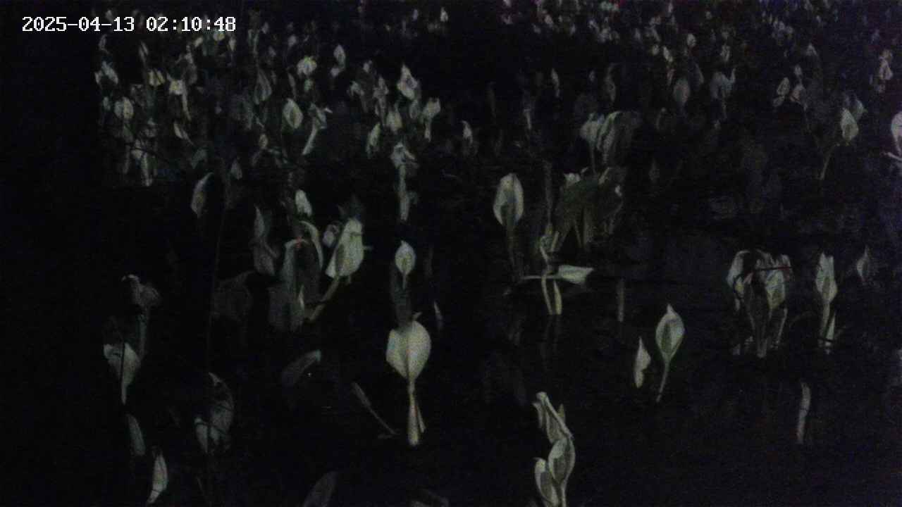 mizubasho4-20250413021050.jpg