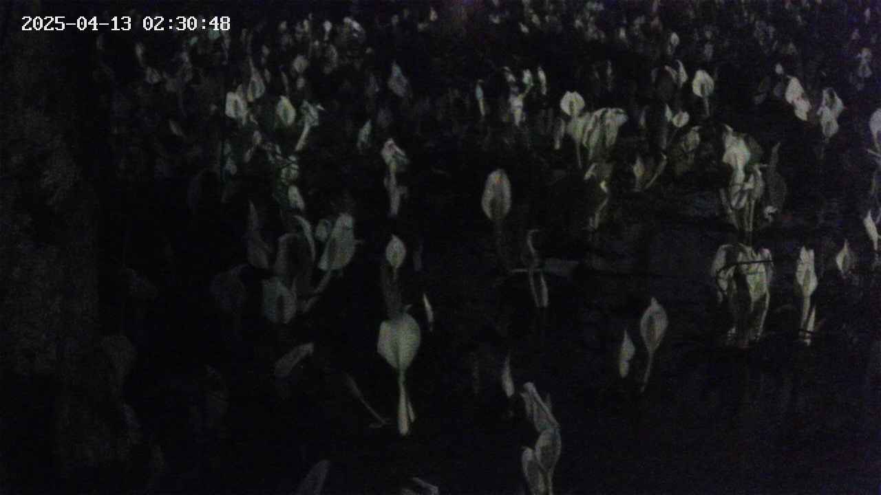 mizubasho4-20250413023050.jpg