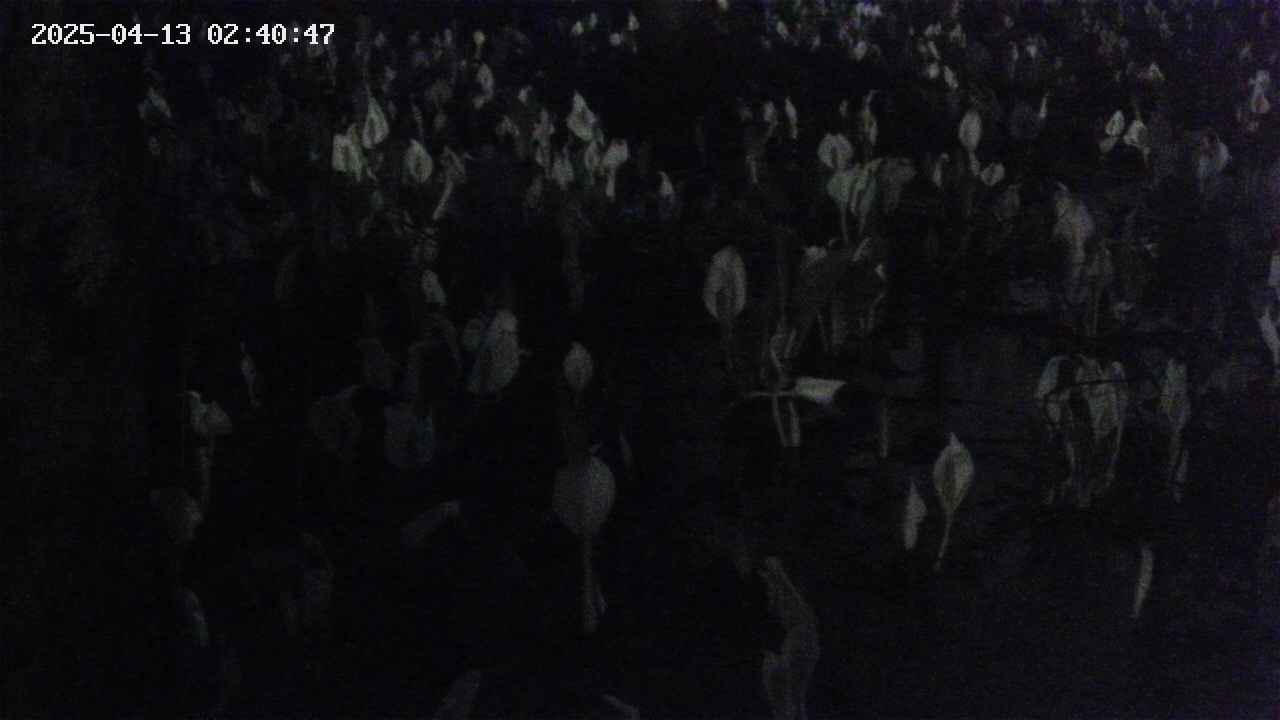 mizubasho4-20250413024049.jpg