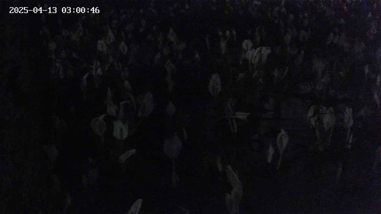 mizubasho4-20250413030048.jpg