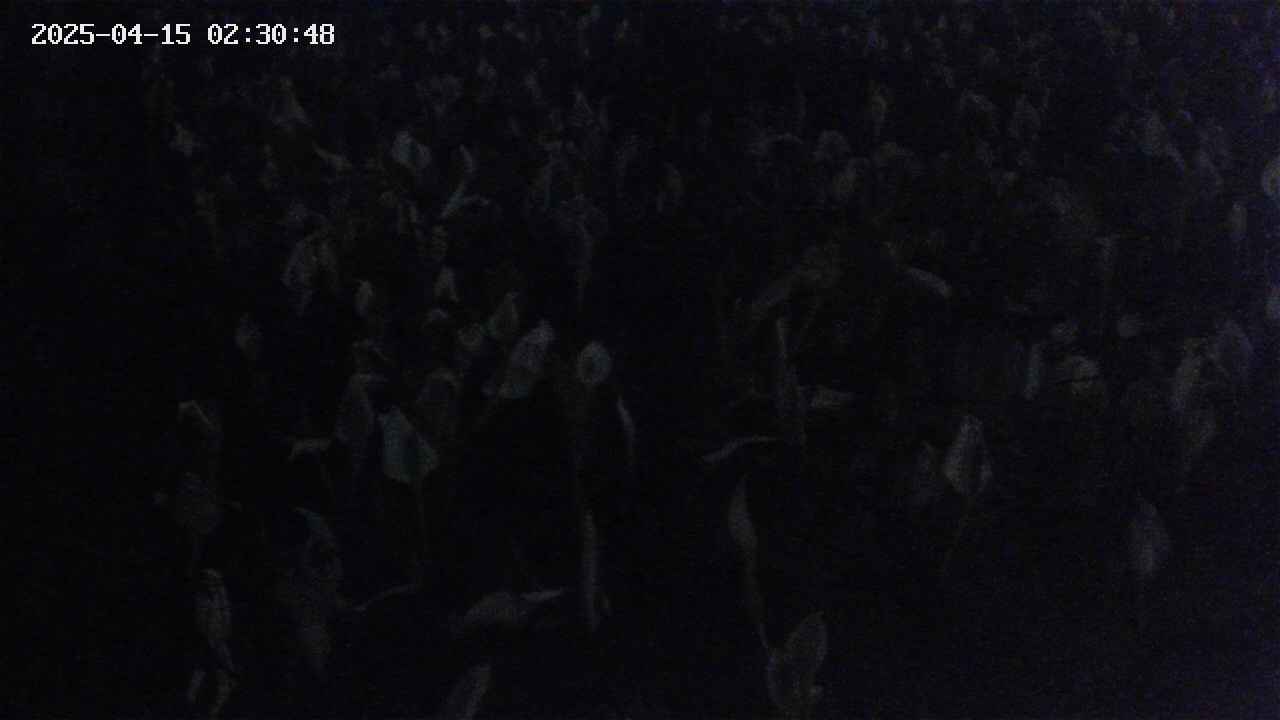 mizubasho4-20250415023049.jpg