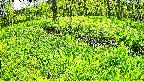 mizubasho6-20240505103056.jpg