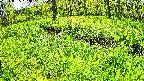 mizubasho6-20240505104036.jpg