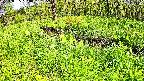 mizubasho6-20240505133037.jpg