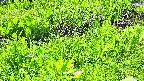 mizubasho7-20240505102056.jpg