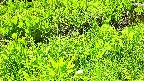 mizubasho7-20240505110056.jpg