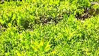 mizubasho7-20240505114058.jpg