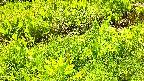 mizubasho7-20240505115053.jpg