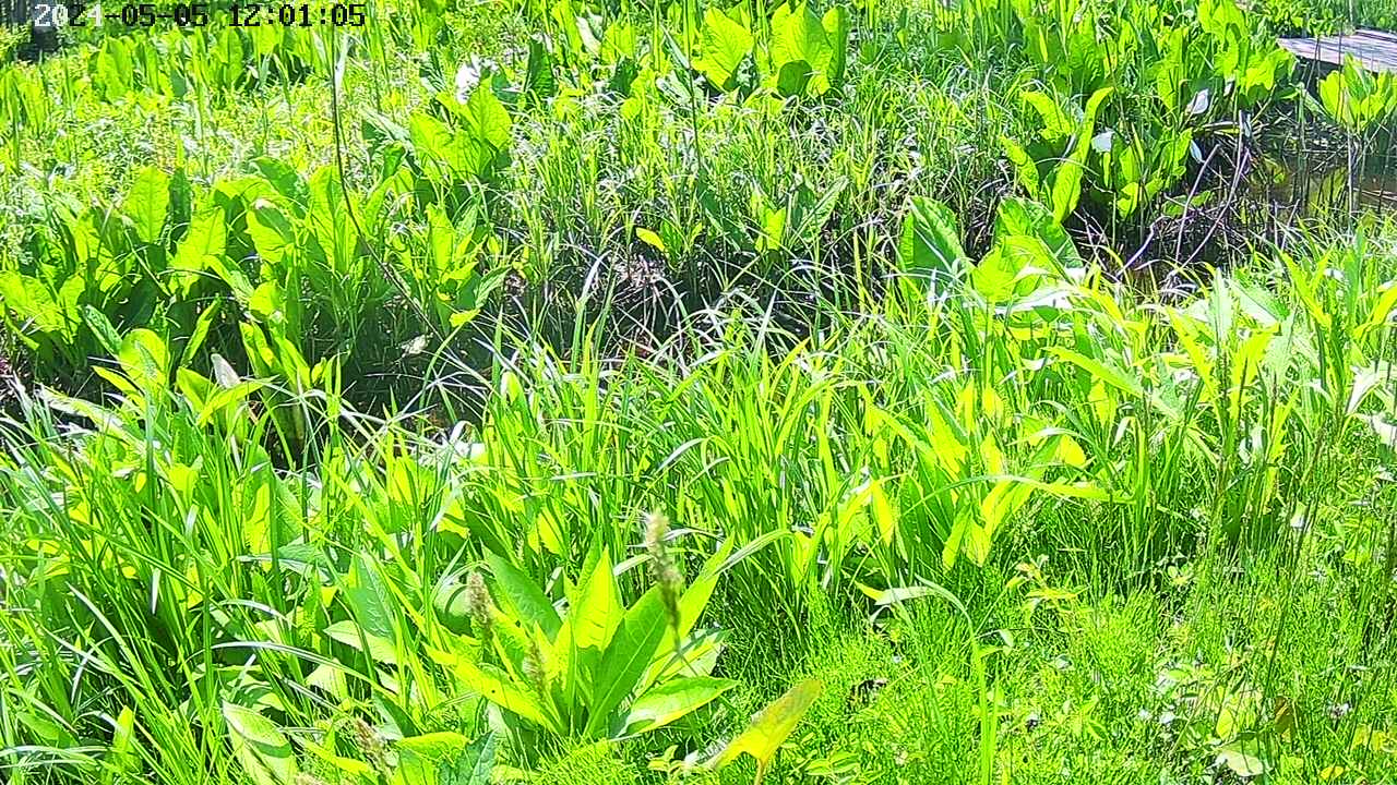 mizubasho7-20240505120113.jpg