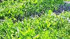 mizubasho7-20240505134059.jpg