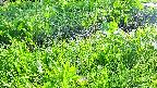 mizubasho7-20240505145050.jpg