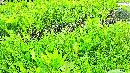 mizubasho7-20240505181050.jpg