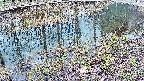 mizubasho7-20250404091042.jpg