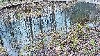 mizubasho7-20250404092043.jpg