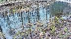 mizubasho7-20250404101044.jpg