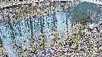 mizubasho7-20250404120042.jpg