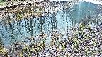 mizubasho7-20250404141041.jpg
