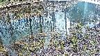 mizubasho7-20250404143042.jpg