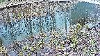 mizubasho7-20250404155044.jpg