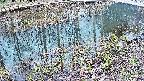 mizubasho7-20250404162042.jpg