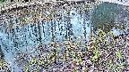 mizubasho7-20250404170042.jpg