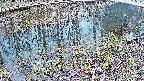 mizubasho7-20250404171042.jpg